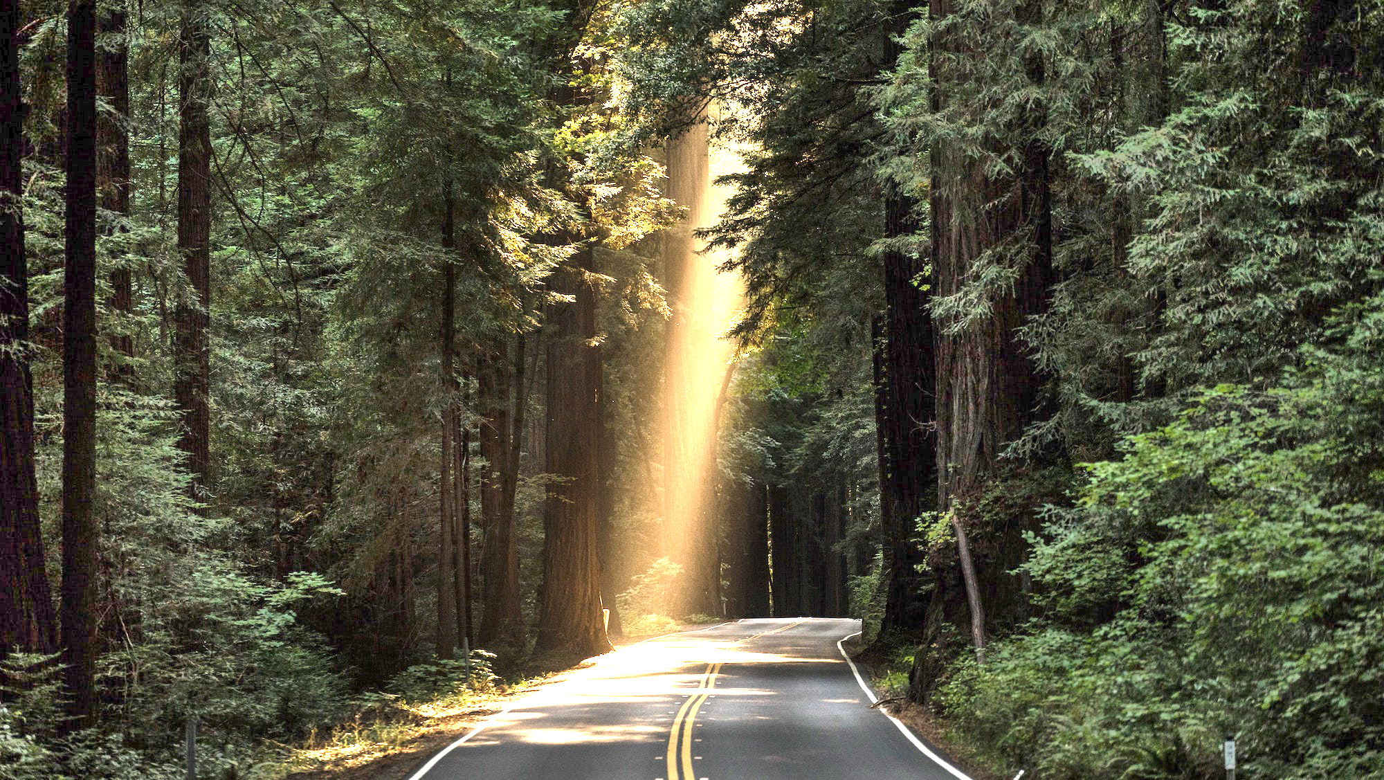 Forest with light shining through the trees